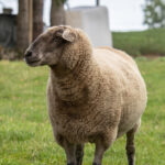 Yurt İçi Küçükbaş Kurban