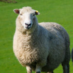 Yurt Dışı Küçükbaş Kurban